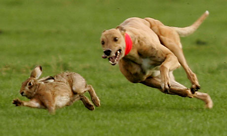 Permanent Ban on Hare Coursing