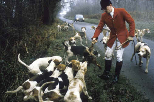 Ban on Hunting with Hounds Fails